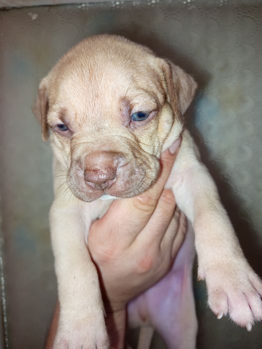 Красноносый питбуль, Киев