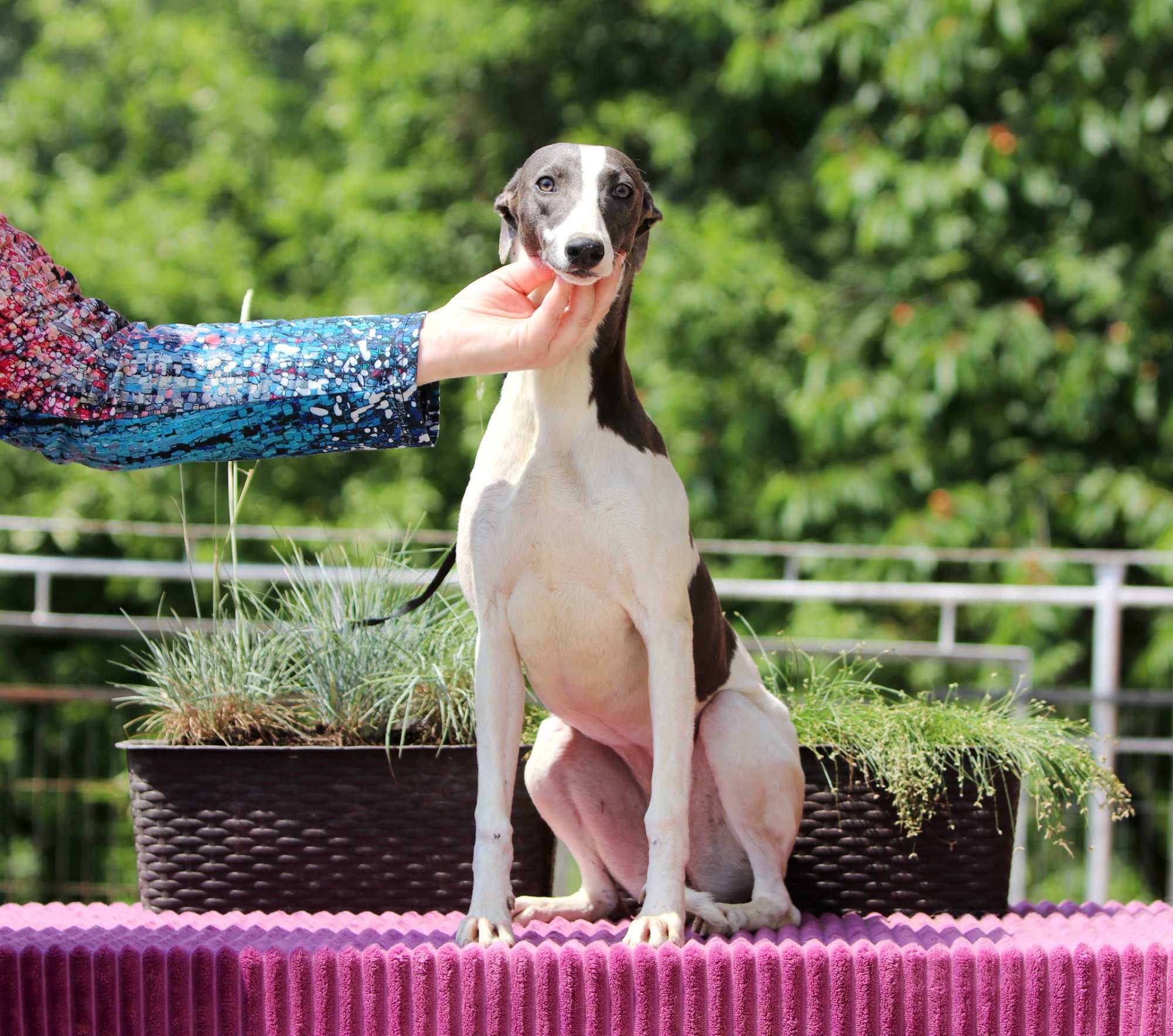 Whippet Chart Angielski, ZKwP/FCI, cudna OPRAH