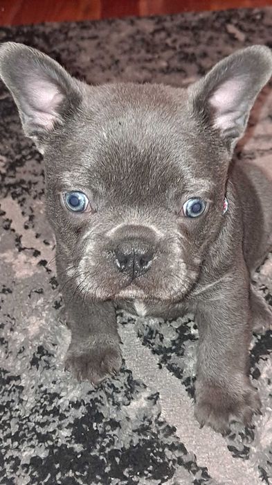 Buldog Francuski