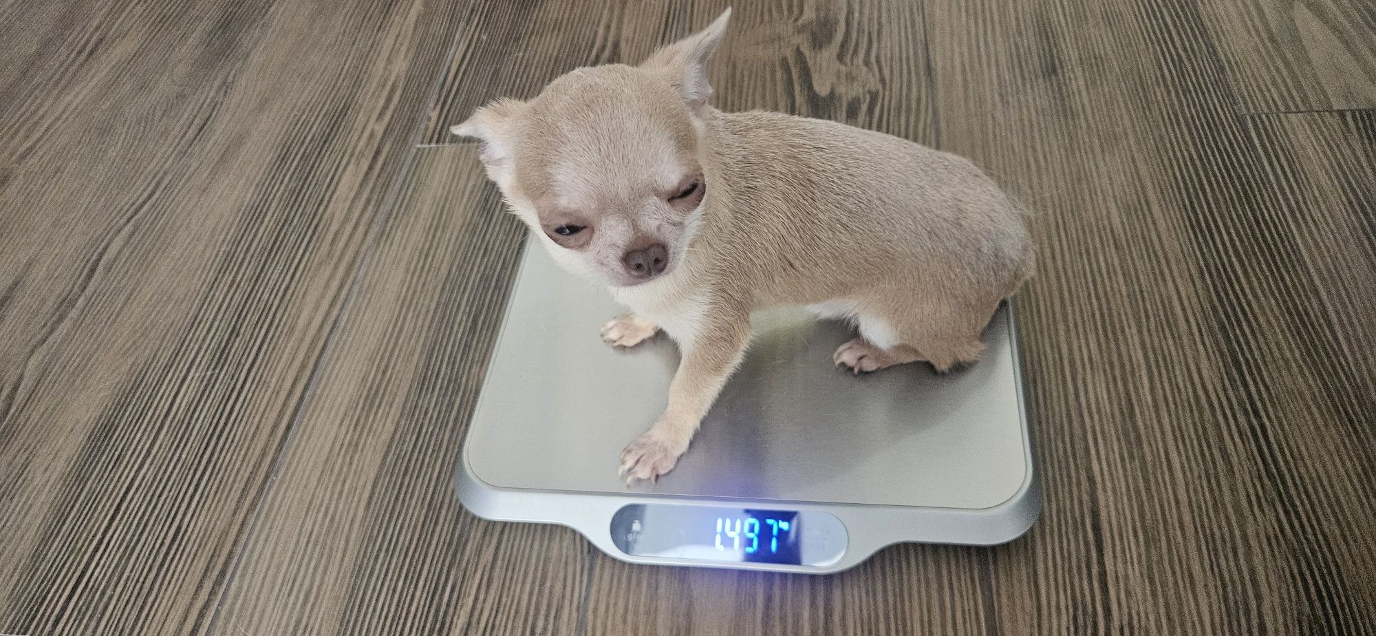 Vendo chiuaua macho super miniatura