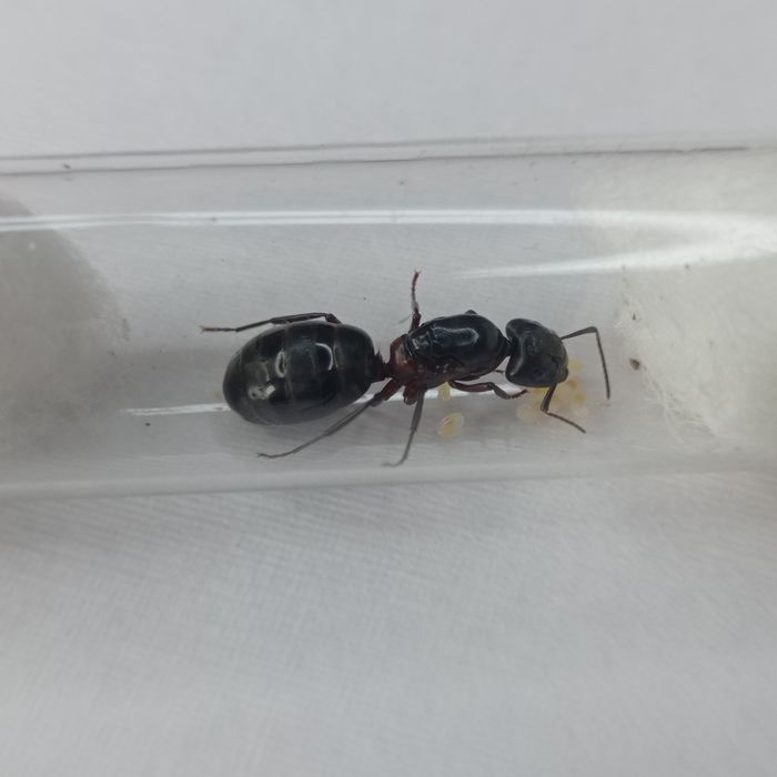 Camponotus ligniperda - największa mrówka w Europie