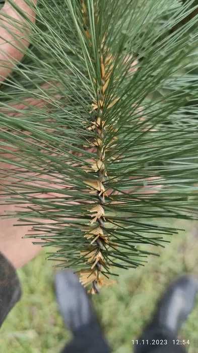 Сосна искусственная / Елка новогодняя