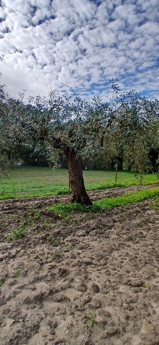 Vendo oliveiras centenárias