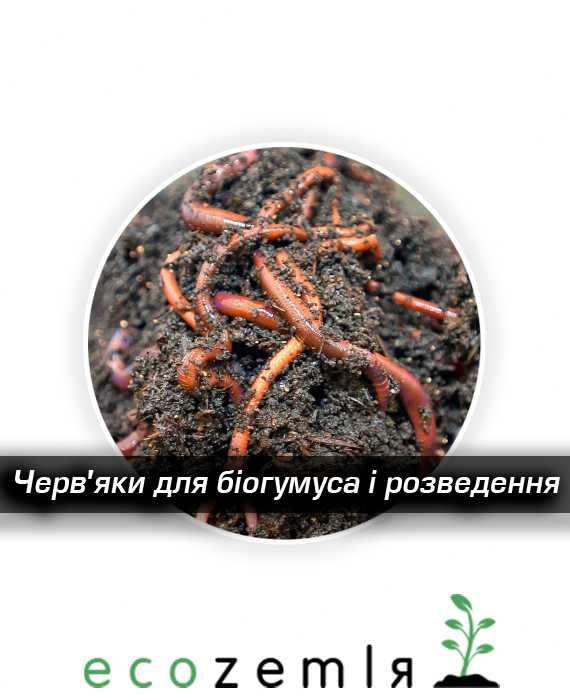 Гнойовий черв'як червоний старатель каліфорнійський, маточник 1500шт