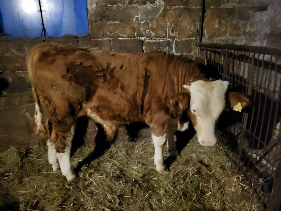 Sprzedam byczka i jałówkę SM