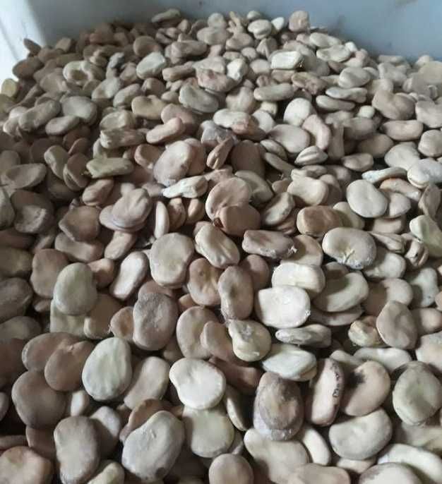LUCERNA Koniczyna Sorgo Proso Wyka Groch Peluszka Rajgras Trawa Życica