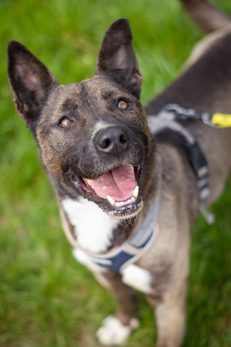 Lara szuka domu Schronisko Napierki