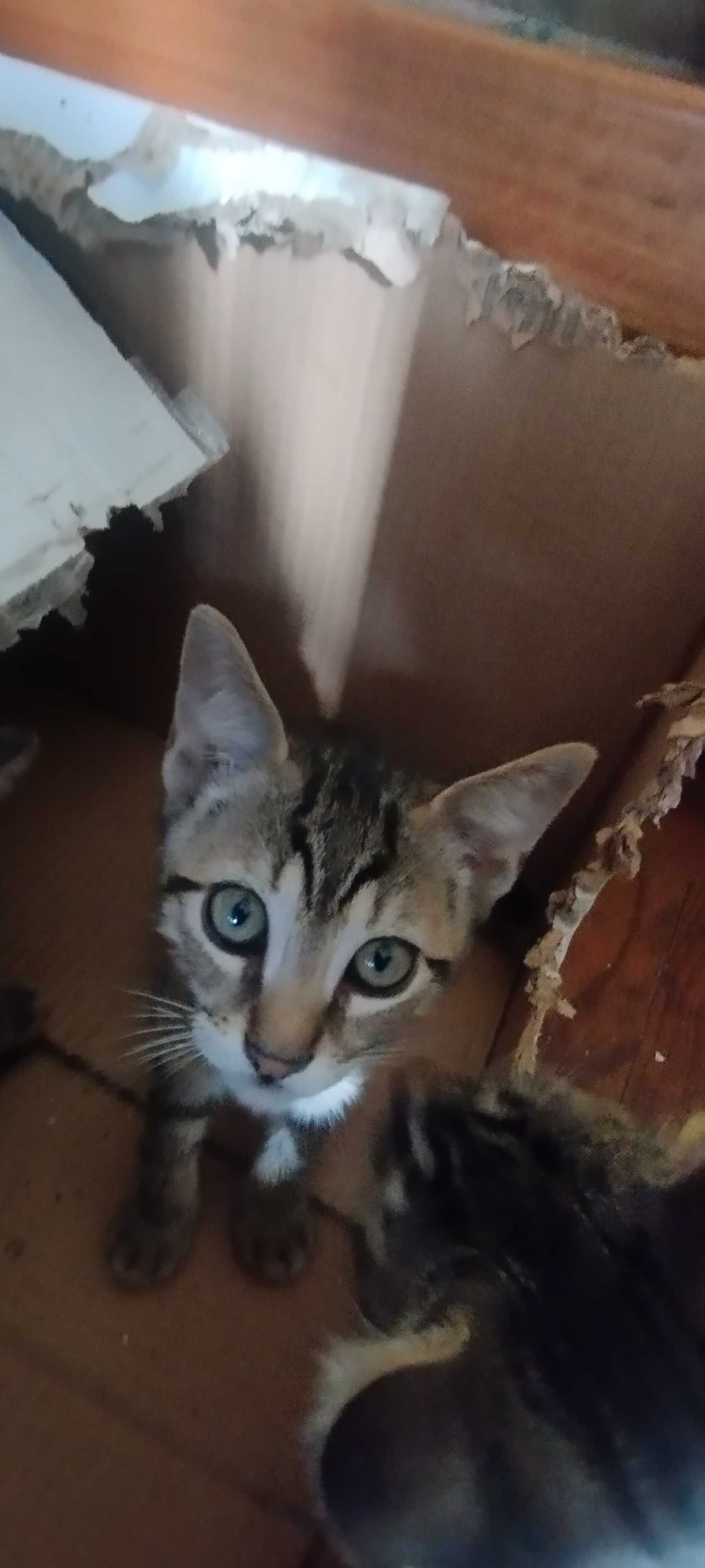 2 gatinhos nascidos em 10/04/25