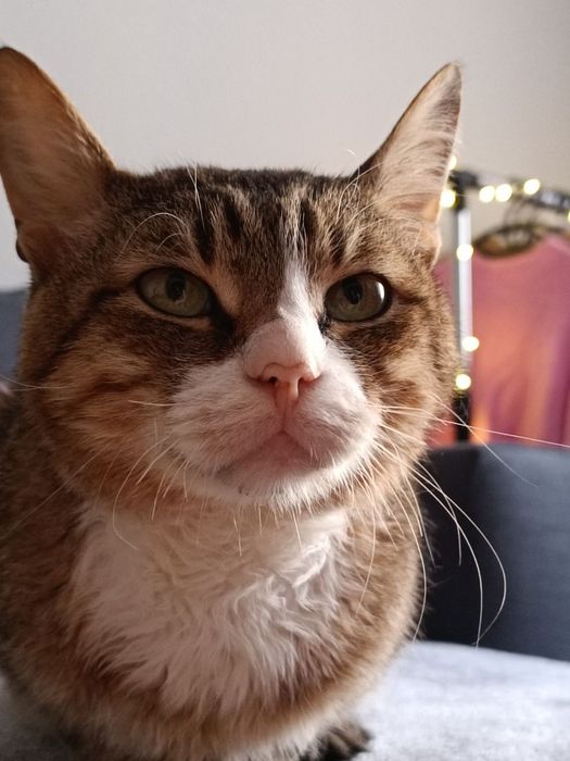 Зник котик, район Комарова