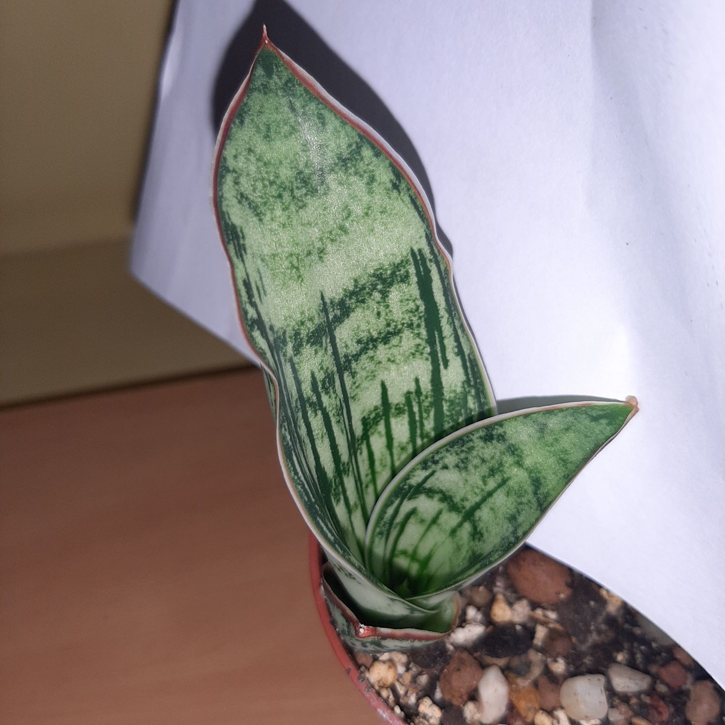 S. Cleopatra, Cleopatra