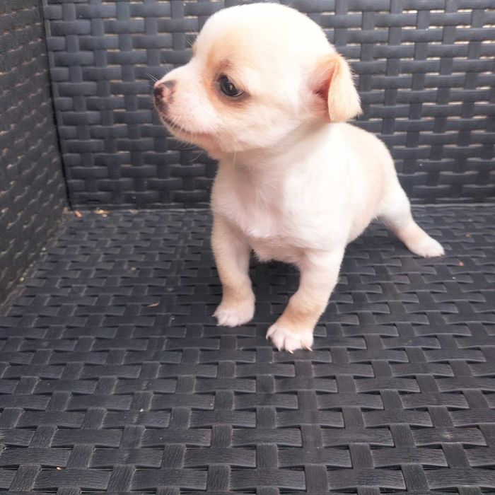 Chihuahua miniatura macho