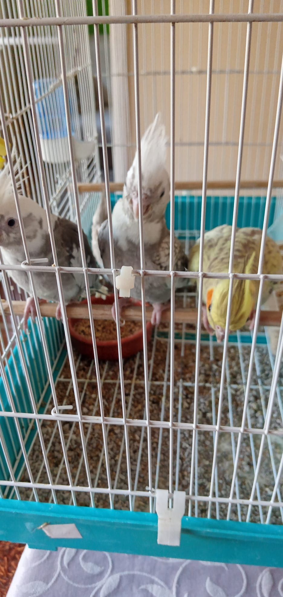 Cedem se agapornis e caturras domesticadas