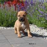 amstaff szczeniak