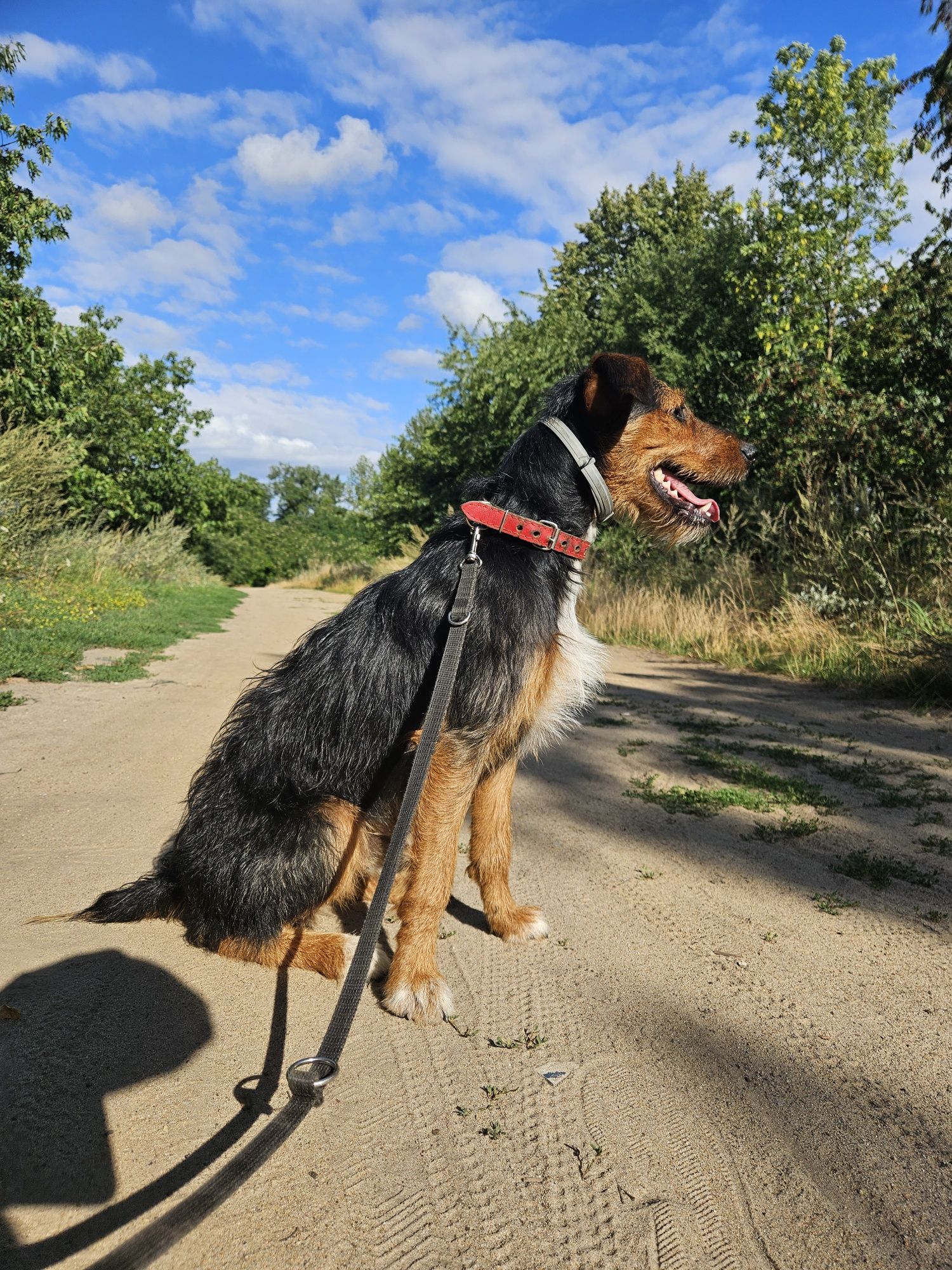 Jagdterier Czapi 3.5 roku PILNE
