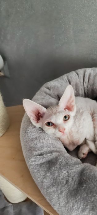 Kocurek Devon Rex FPL