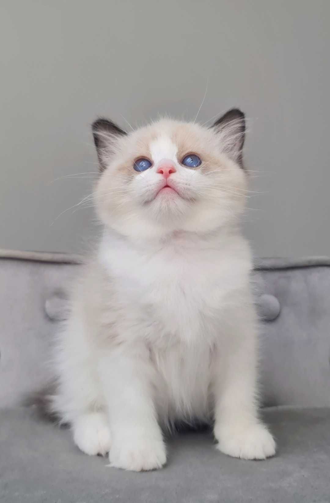 Kocurek Ragdoll Seal bikolor