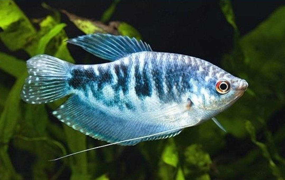 Рибки акваріумна риба гурамі даніо glo fish тернеція  glo