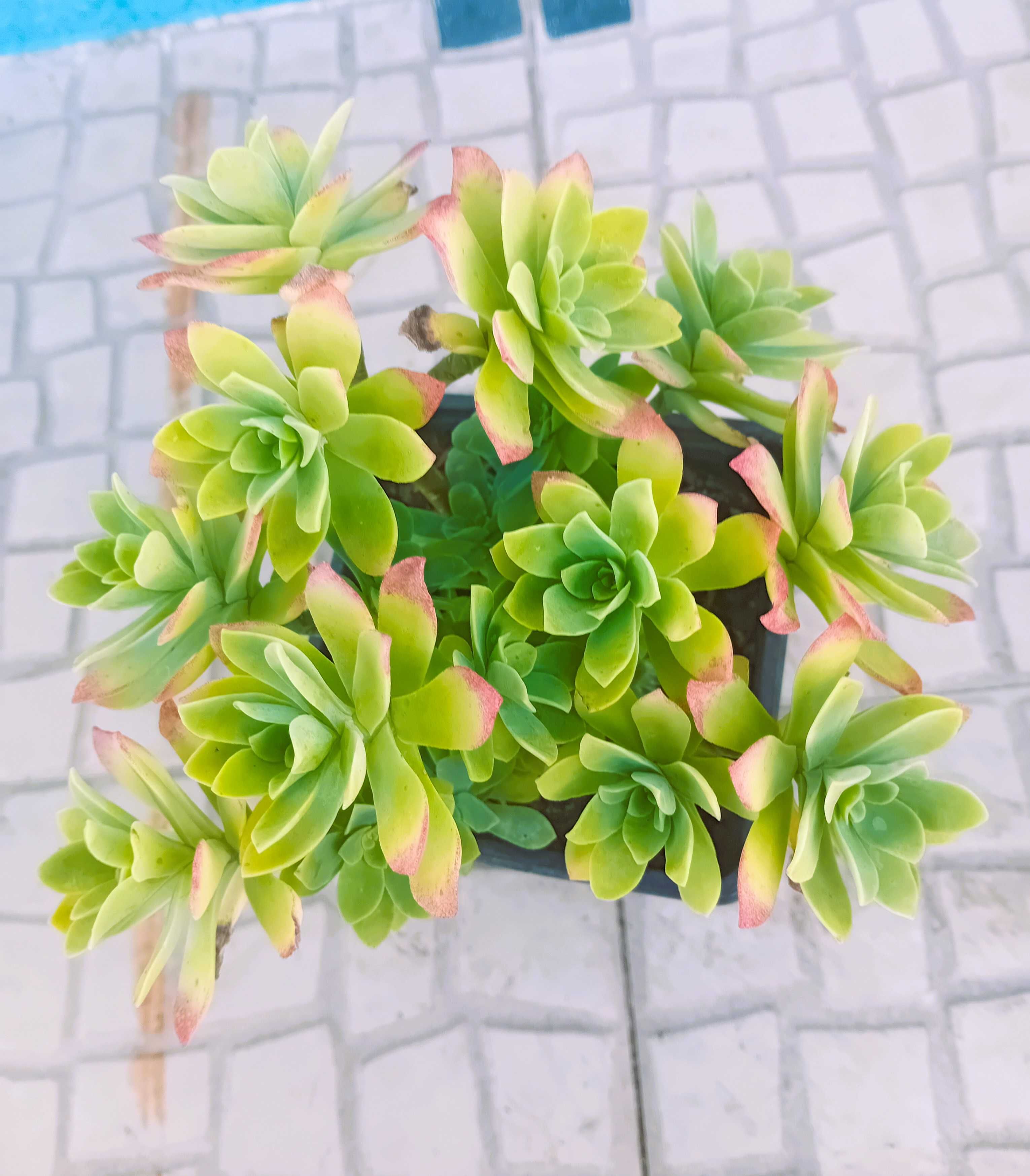 Sedum Palmerii suculenta