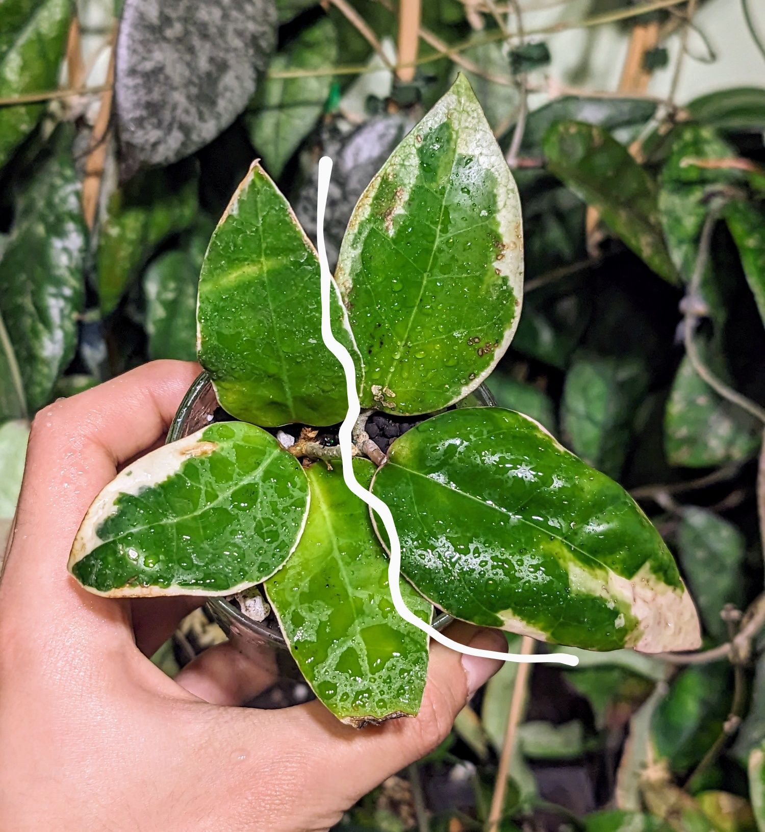 Hoya Amicabilis S. Obscura Silver, Acuminata, Suet Jade, Pandurata in.