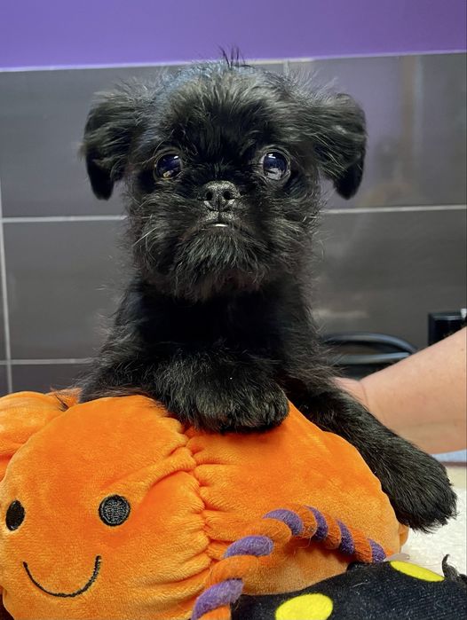 Gryfonik belgijski szczenię