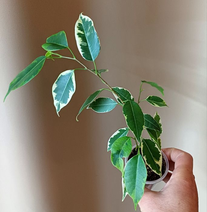 Фікус Бенджаміна,,Епіпремнум,Сингоніум,Рипсалідопсис(білий),Каллізія