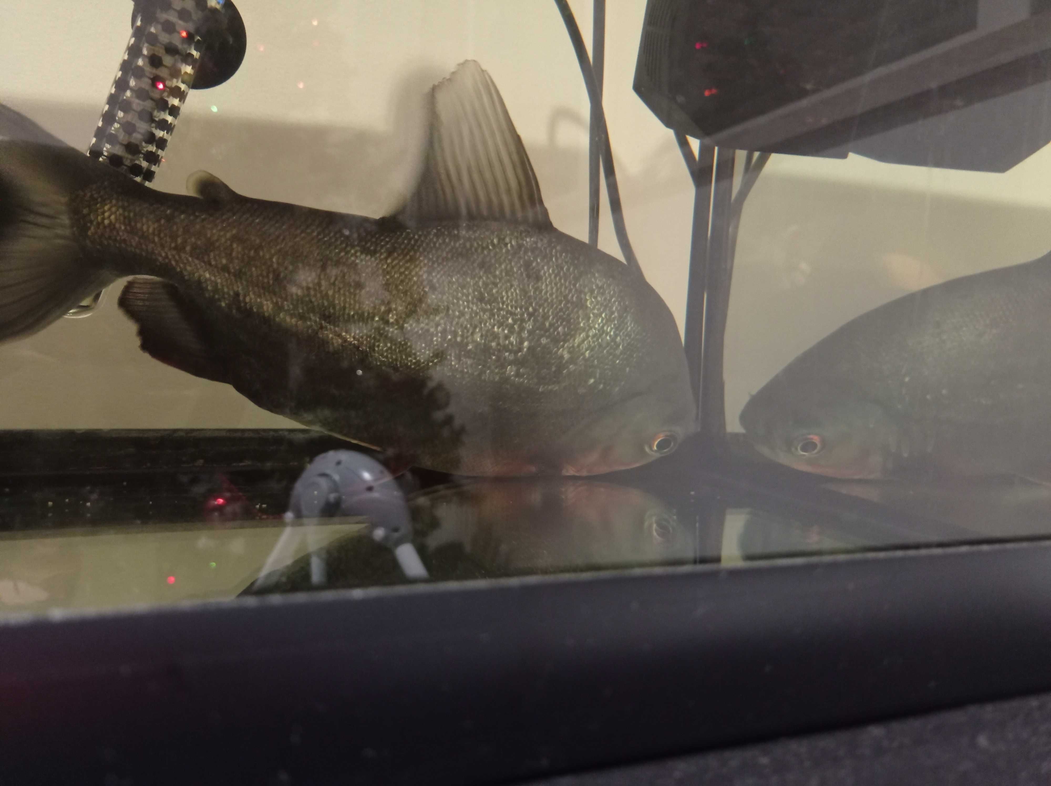 Vendo peixe pacu grande