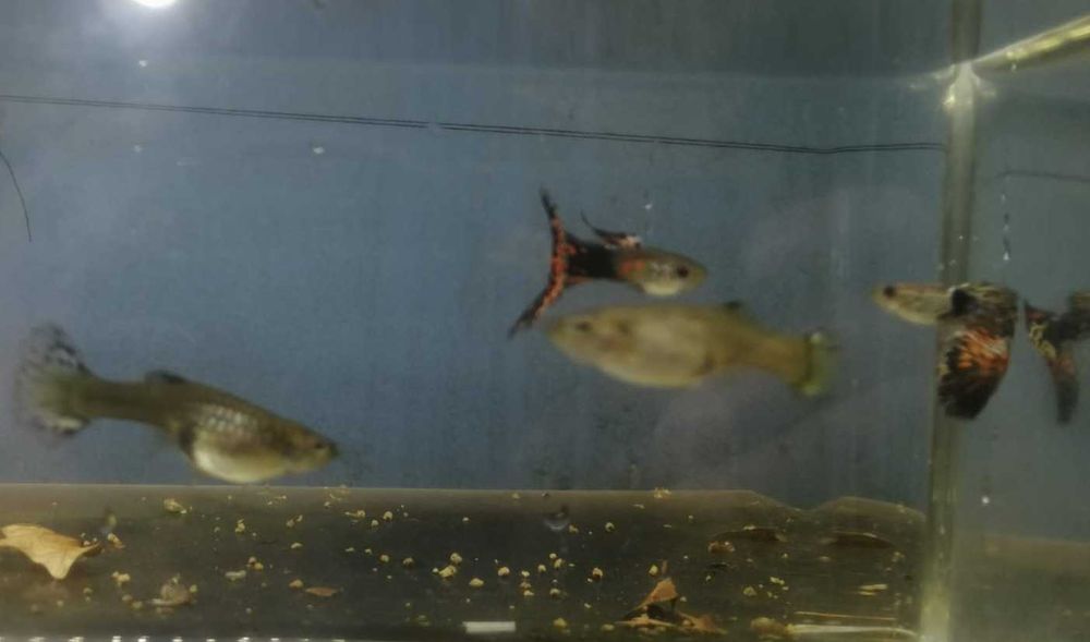 Guppy  2 Machos e 4 Fêmeas  5€