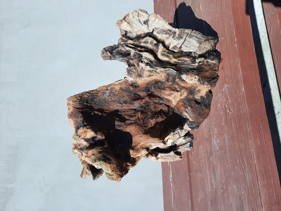 Korzenie mangrowca do akwarium w wymierze 40x50 cm długości,