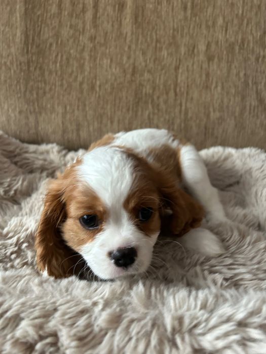 Piesek Cavalier King Charles Spaniel