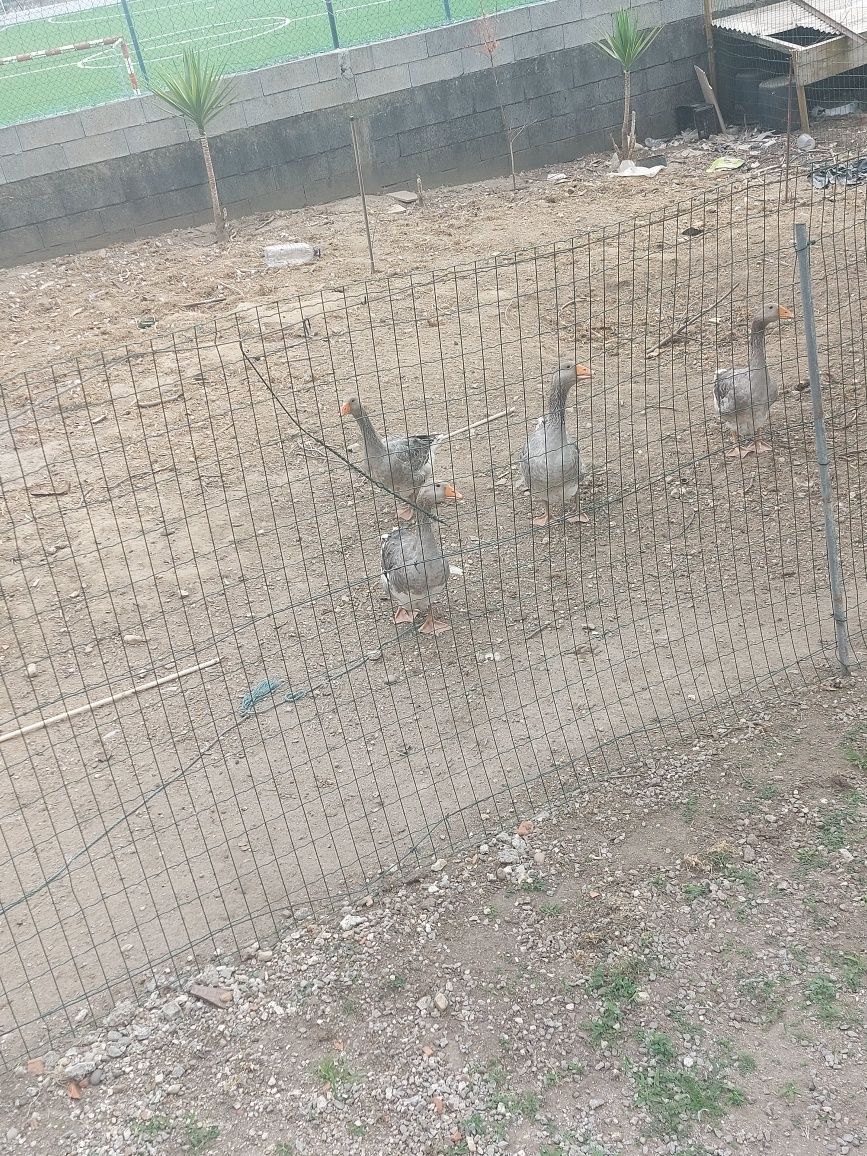 * Gansos e Patos *