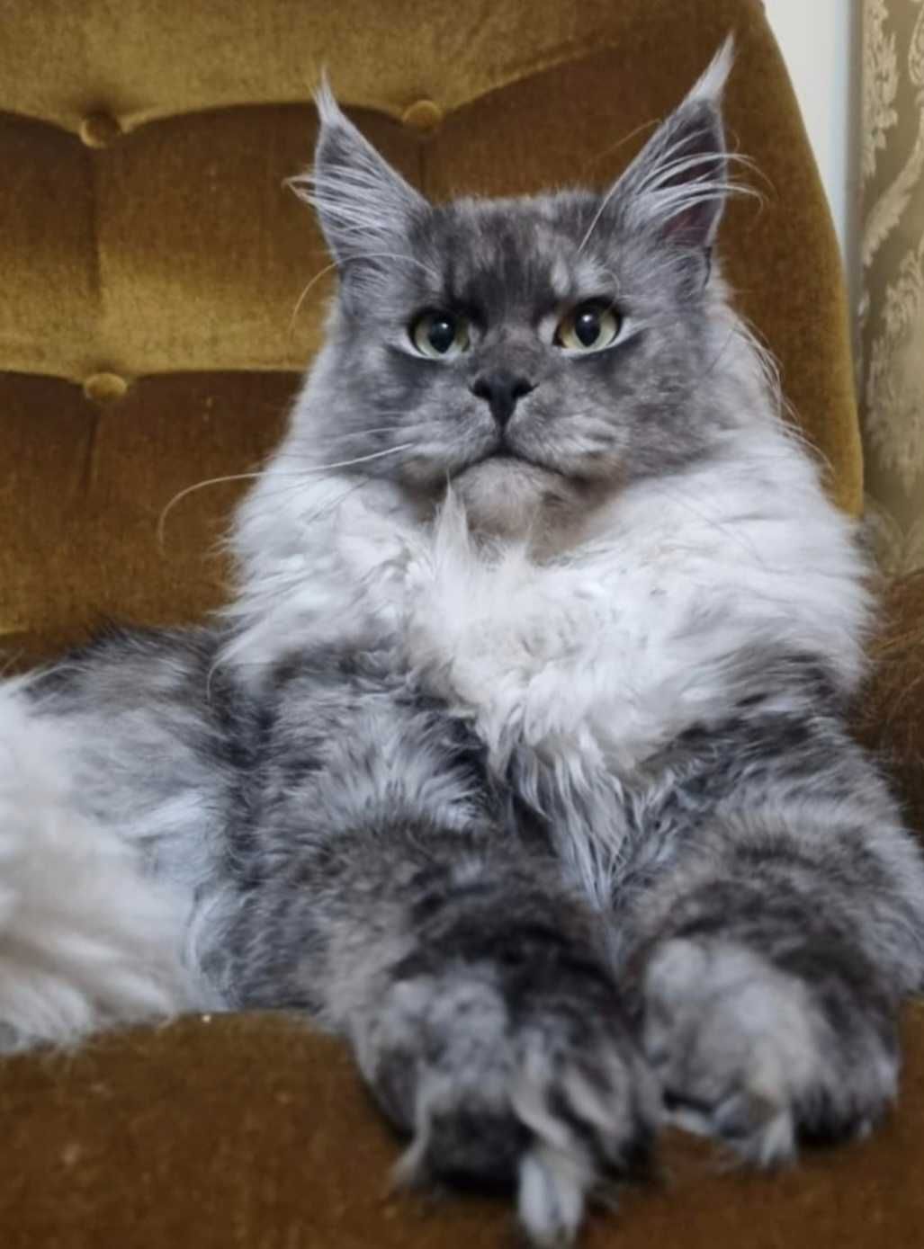 Margarita Maine coon linia shaded do odbioru