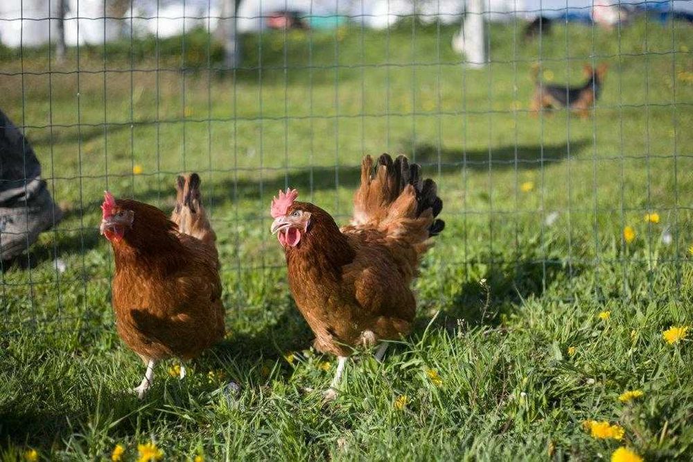 Kura nioska Rosa odchowane dowóz gratis