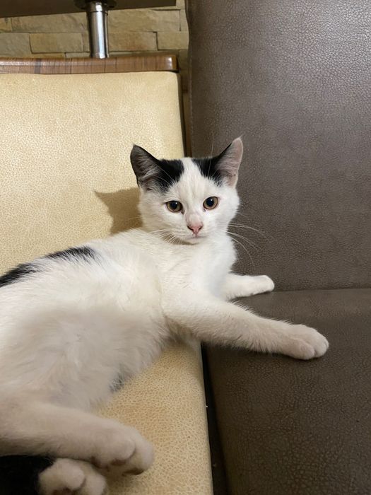 Котики в добрі руки