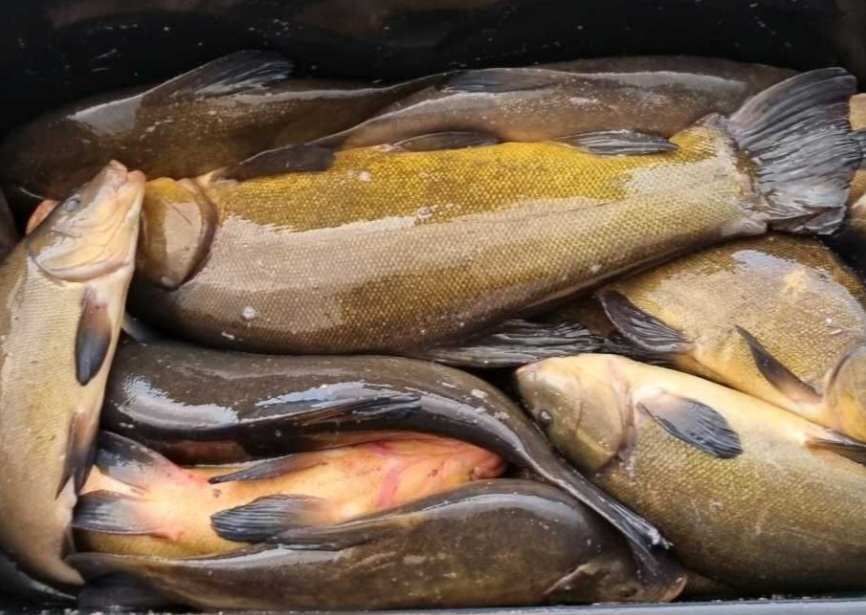 Narybek,kroczek.Karp,lin,karaś