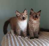 Ragdoll Mink ,kocurek,czekoladowy.