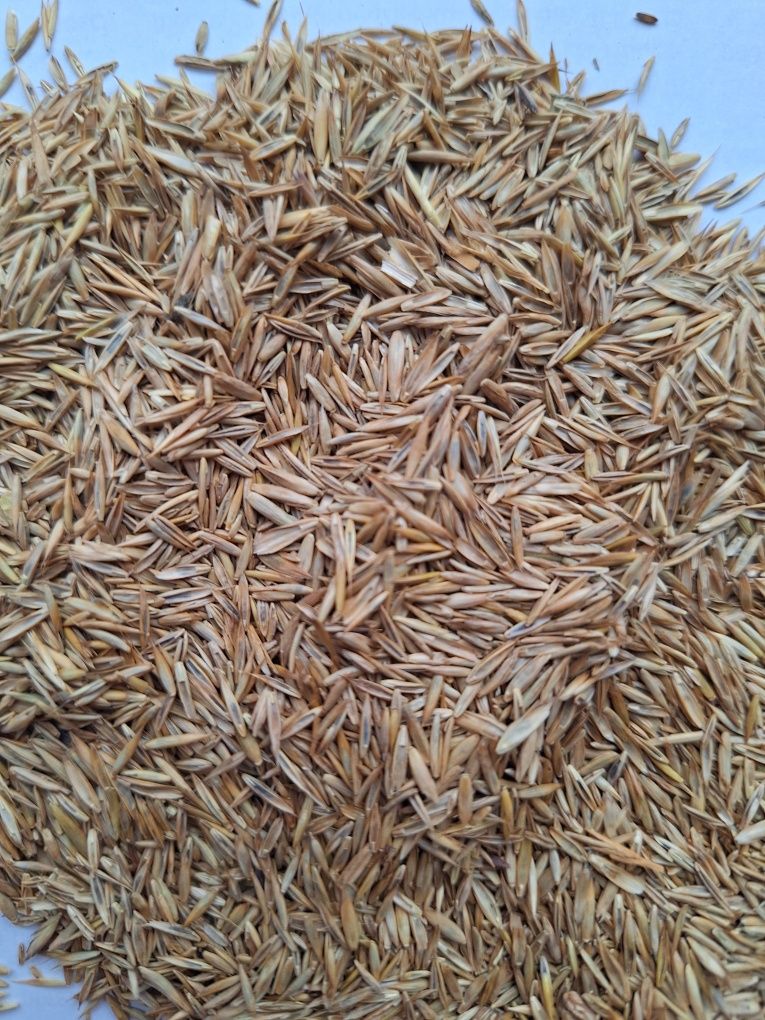 Nasiona traw dla papug 10 kg