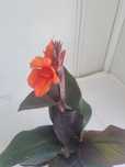 Paciorecznik (Canna) Pomarańczowy – Roślina Ozdobna, Wys. 80 cm, 2L