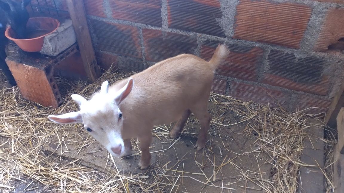 Cabrinhas anãs com 4 meses.