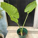 Planta em vaso Alocasia