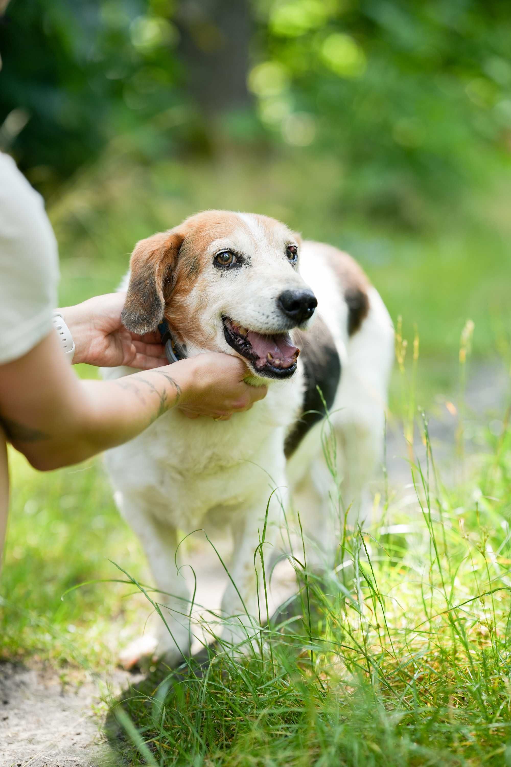 Billy - łagodny i spokojny psi senior do adopcji!