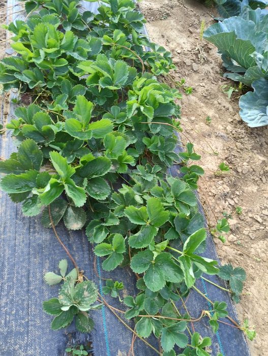 Sprzedam sadzonki truskawek z agrowlokniny