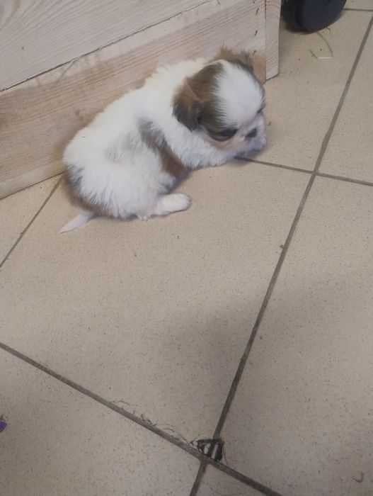 Piesek pekińczyk królewski