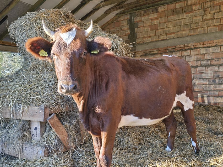Sprzedam 2 jałówki Hereford, Czerwona EU