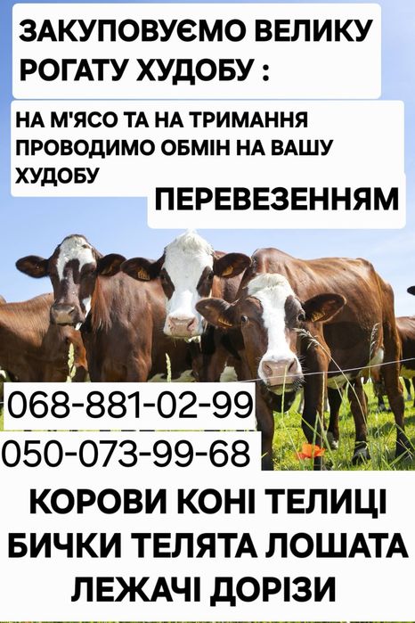 Продам корову на утримання