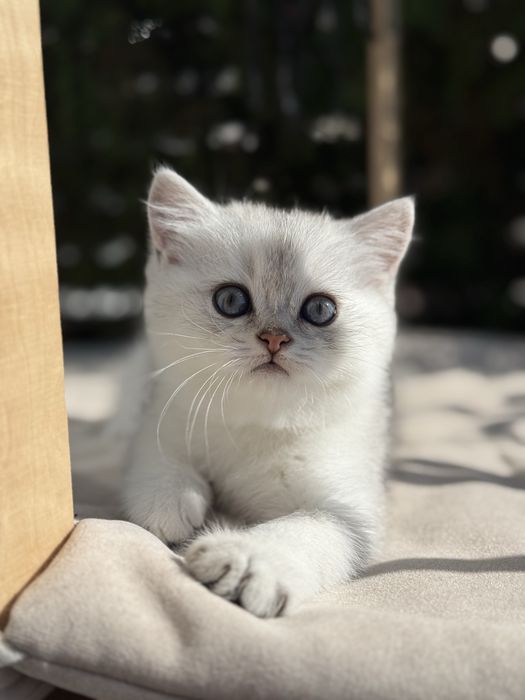 Kot brytyjski kotka krótkowłosa