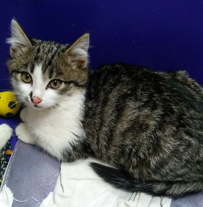 Отдам котёнка-девочку