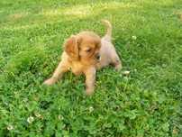 Śliczny piesek Rubinowy-Cavalier Spaniel.Gotowy do odbioru.
