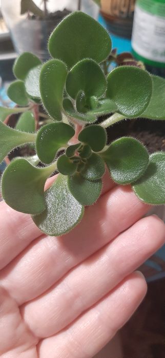 Аіхрізон, сукулент