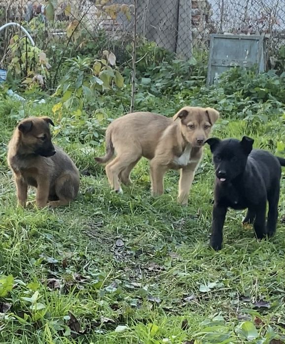В добрі руки цуценята! 3 місяці