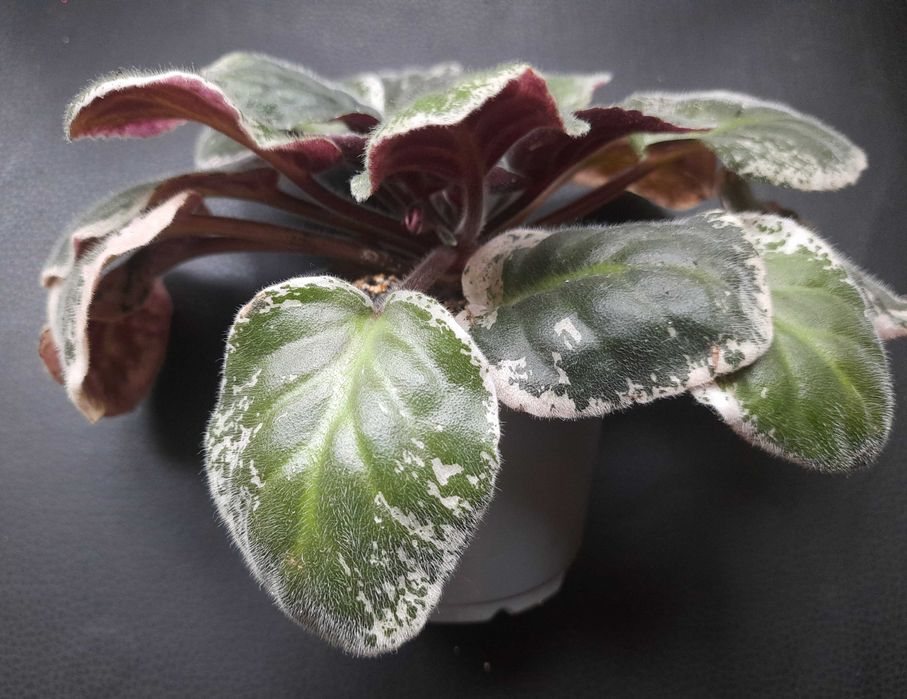 Доросла сортова фіалка. Зацвітає